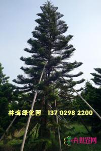 南洋杉
