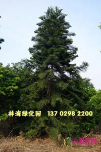 南洋杉